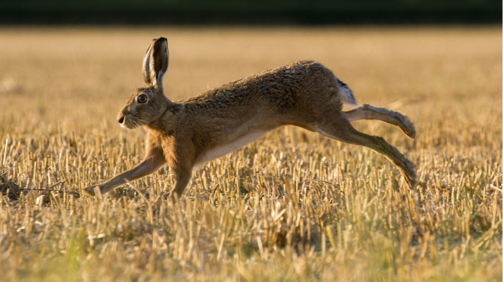 Wildlife spotting guide to suffolk coast